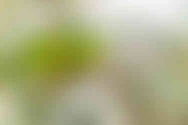 Plain Parakeet