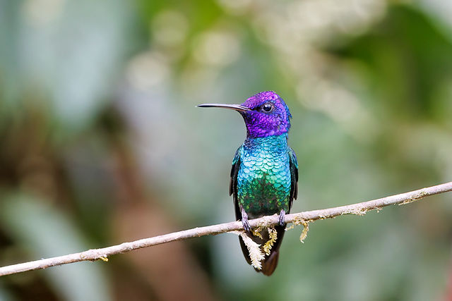 Golden-tailed Sapphire