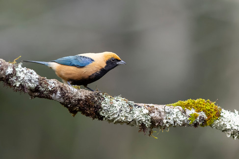 Burnished-buff Tanager