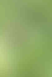 Least Flycatcher