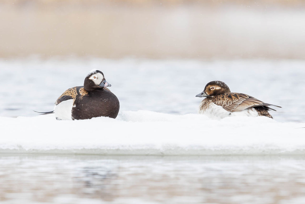 Long-tailed Duck