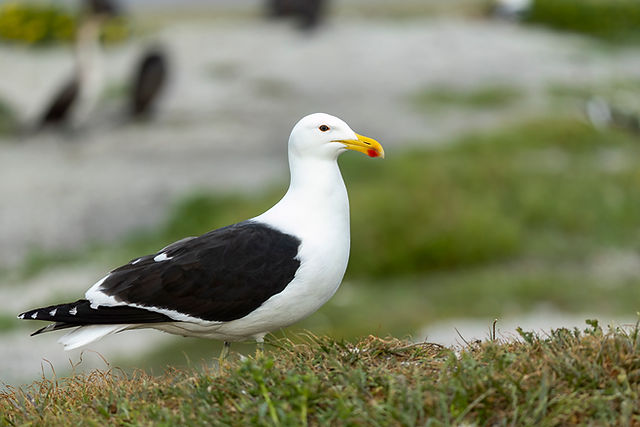 Kelp Gull