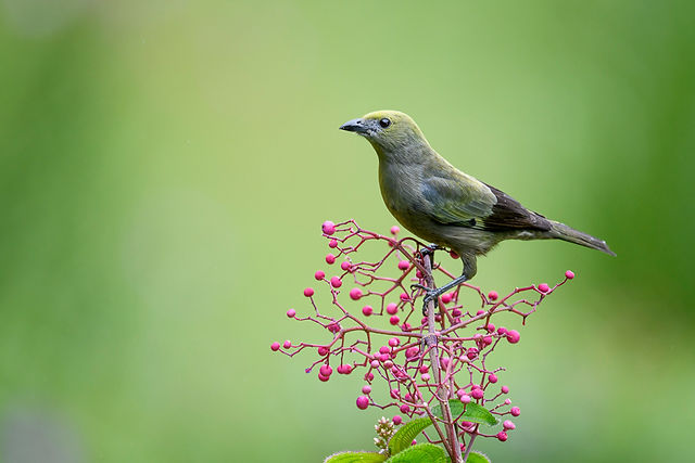 Palm Tanager