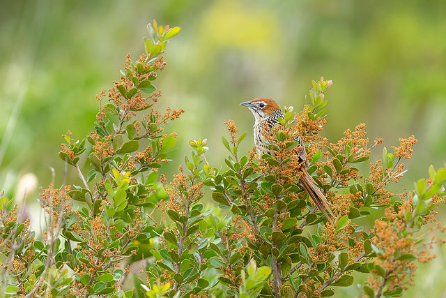 Cape Grassbird. ZA