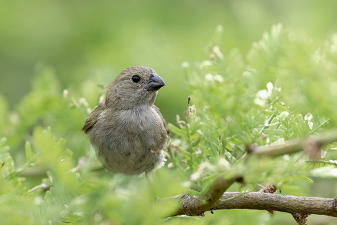 Black-faced Grassquit