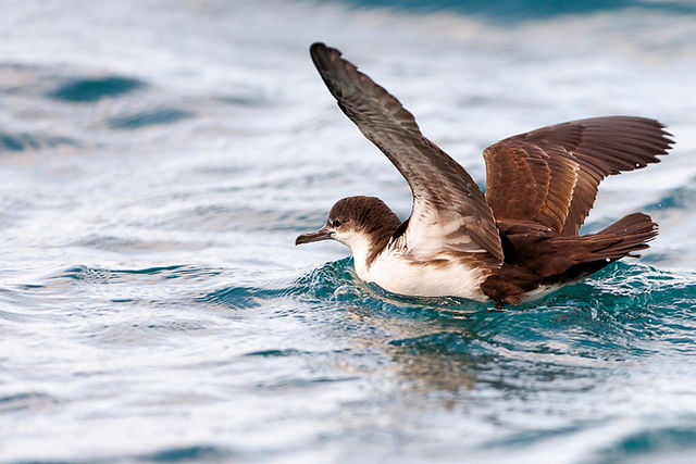 Galapagos Shearwater