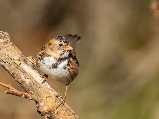 A Sparrow Season Surprise Guest