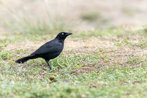 Carib Grackle