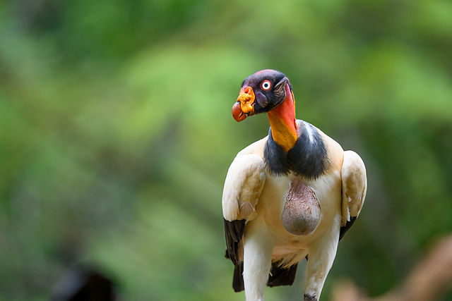 King Vulture