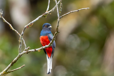Surucua Trogon