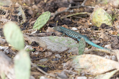 Aruban Whiptail