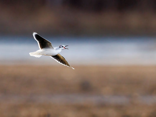 Little Gull Steps to Happiness
