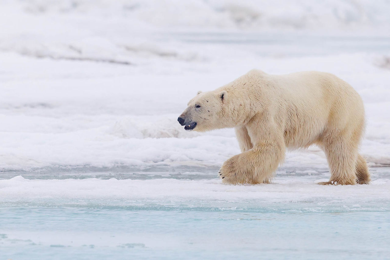 Polar Bear
