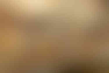 Louisiana Waterthrush