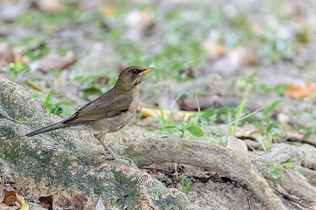 Creamy-bellied Thrush