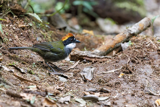 Chestnut-capped Brushfinch