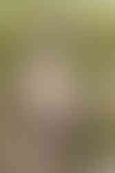 Bare-eyed Pigeon