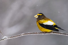 MikeTimmons-EveningGrosbeak-Yellow.jpg