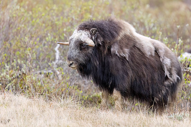 Muskox
