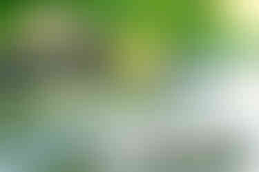 Yellow-crowned Night-Heron