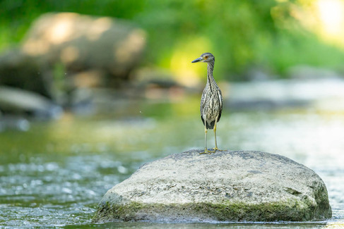 Yellow-crowned Night-Heron