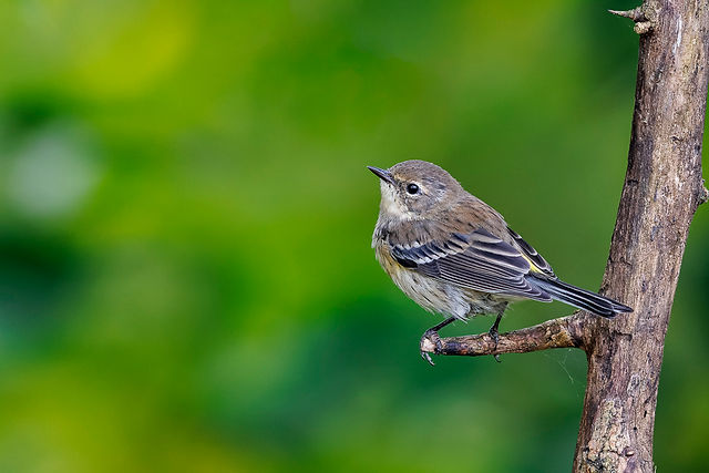 Yellow-rumped Warbler