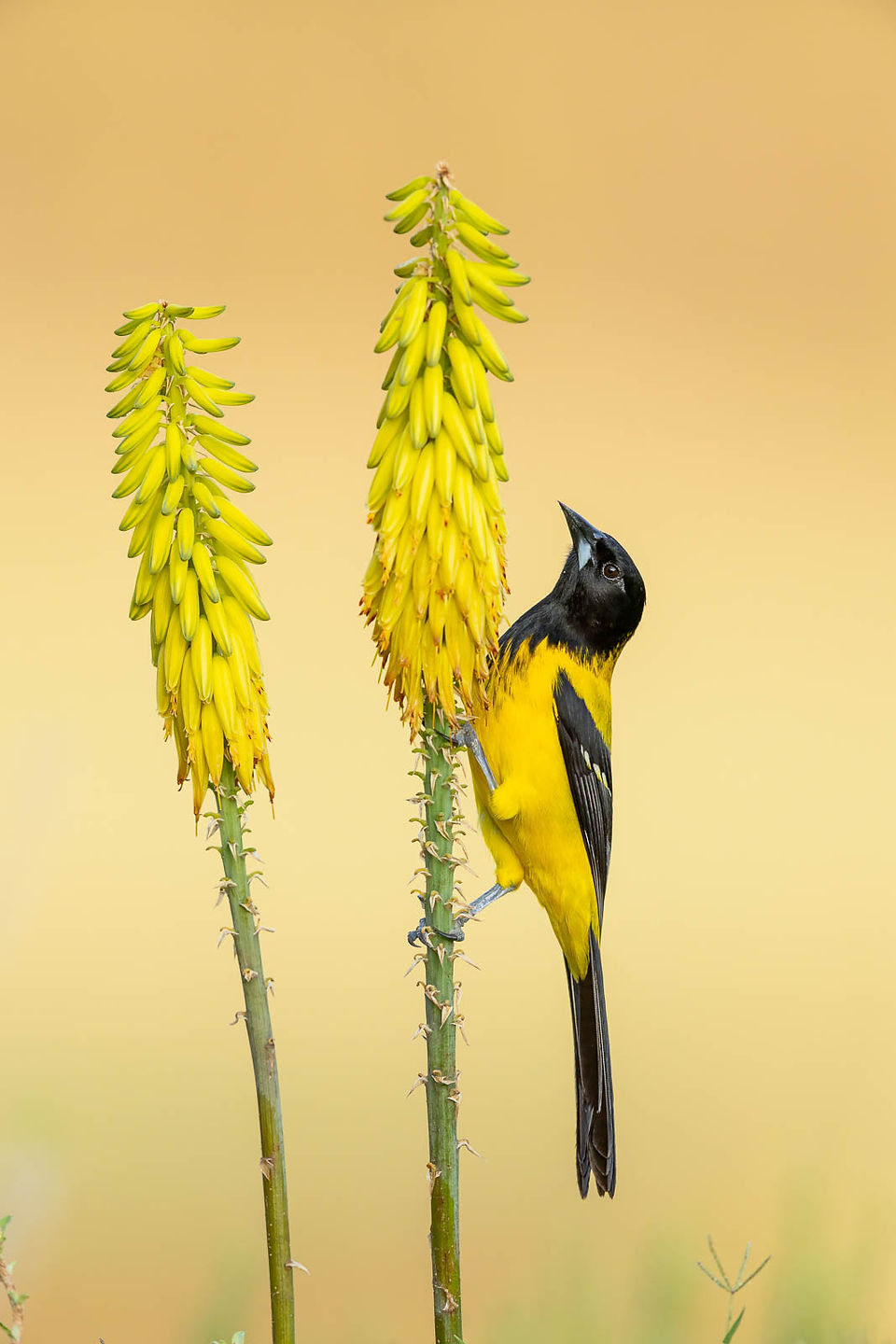 Audubon's Oriole