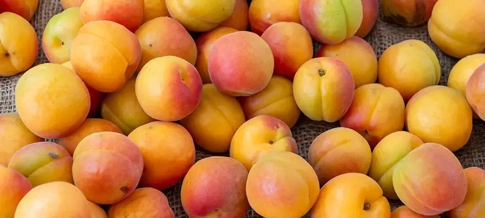 Kayısı (Mevsim: Yaz)