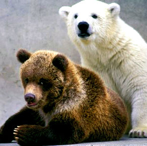 Ours blanc, ours brun Se redressent Pour un rien Ours blanc, ours brun Voient dans le ciel Arcturus dans le Bouvier