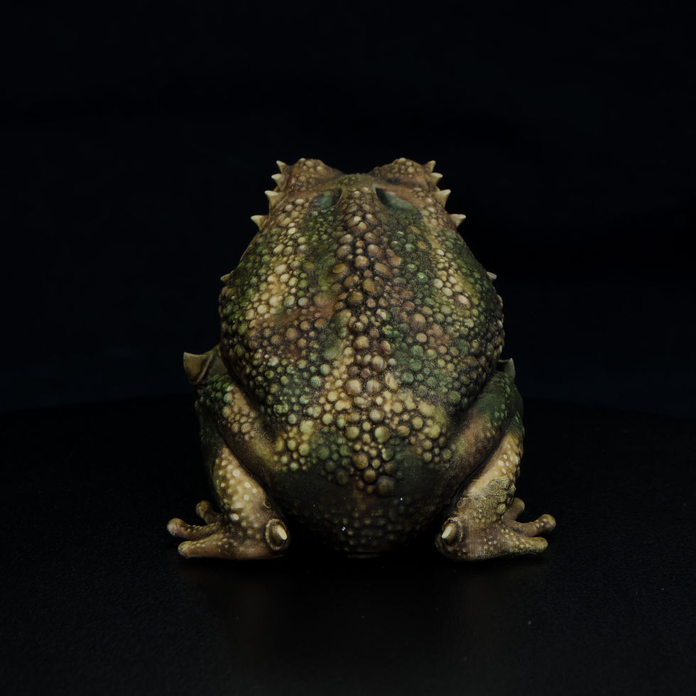 Thumbnail: Giant Frog