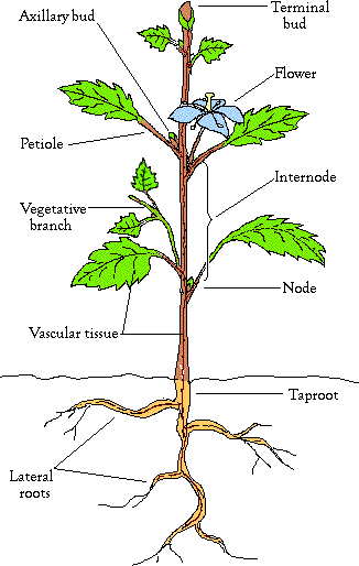 Tertiary Roots Background | kayla-botany-2018