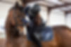 STUBBEN DRESSAGE.jpg