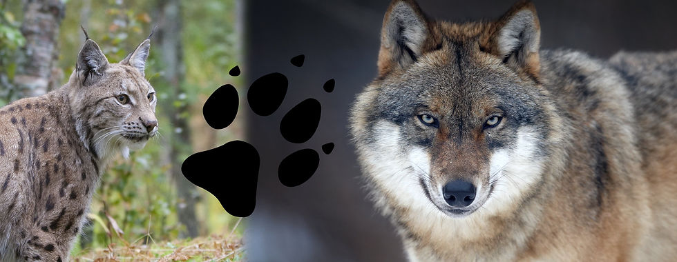 Tracking Wolves and Bring Back The Lync.jpg