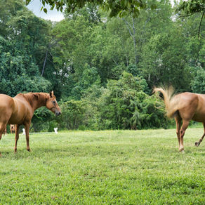 Remettre son cheval au travail après une période de repos en pâture : les étapes clés