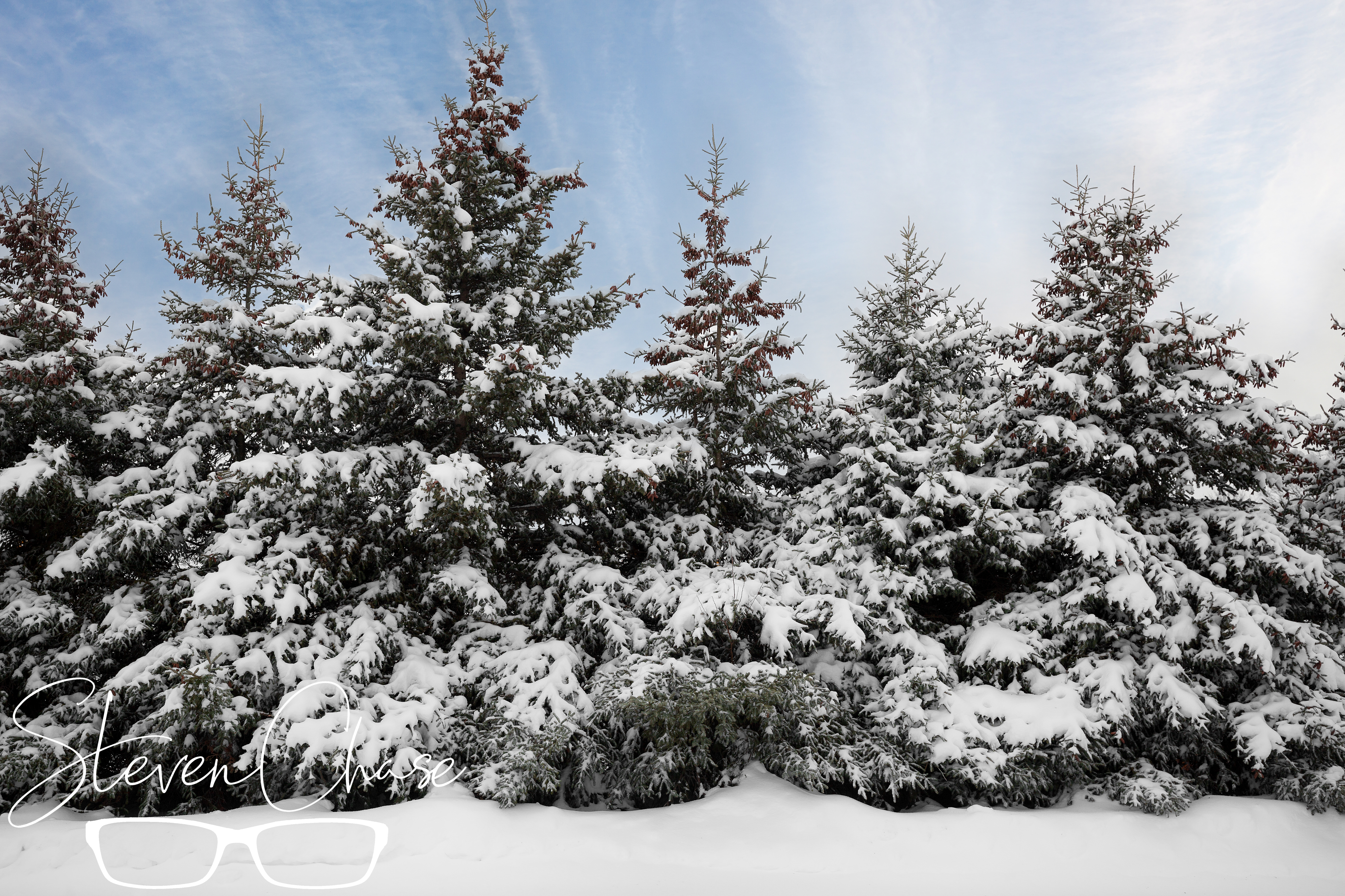 Snowy Pines