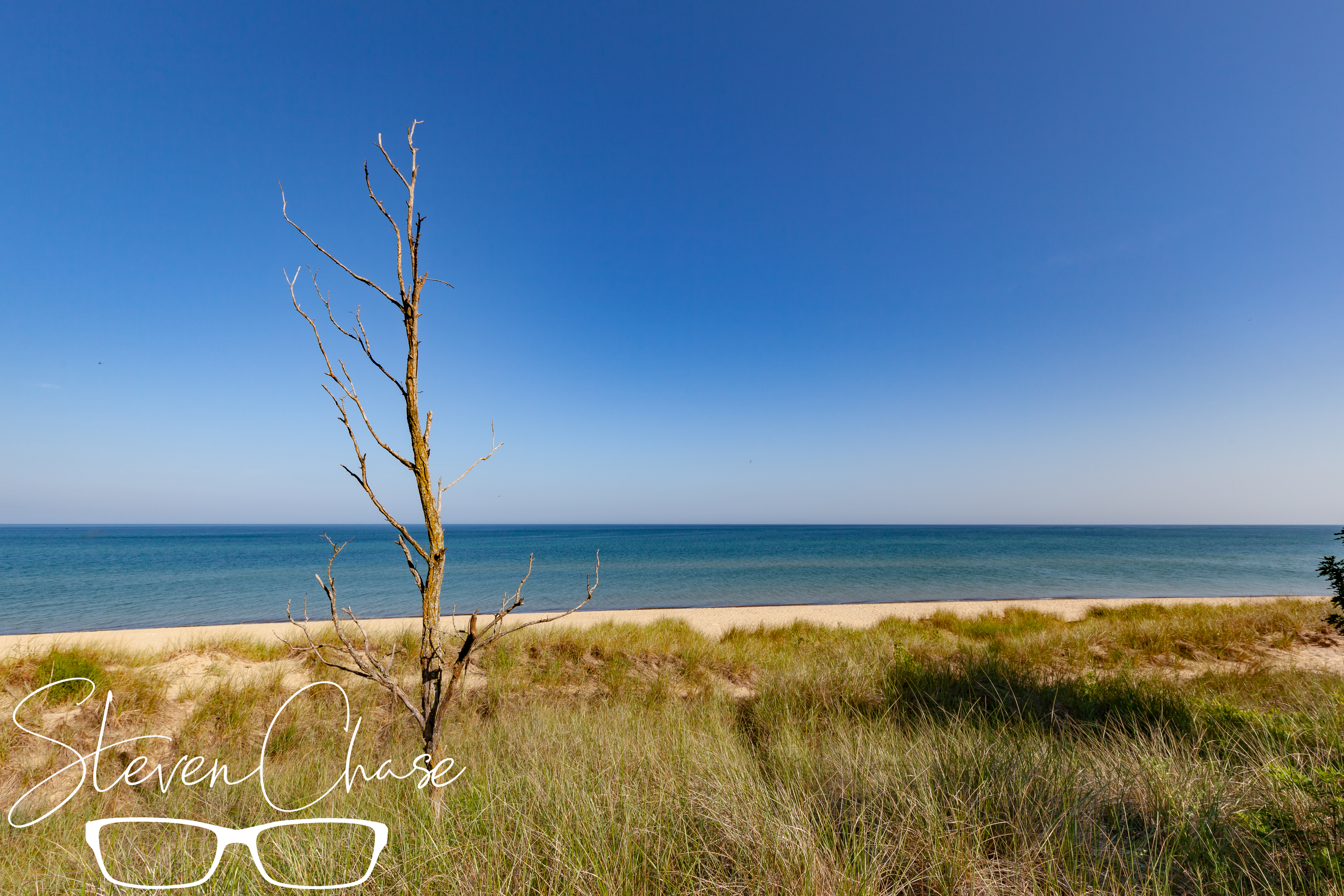 Coastal Tree