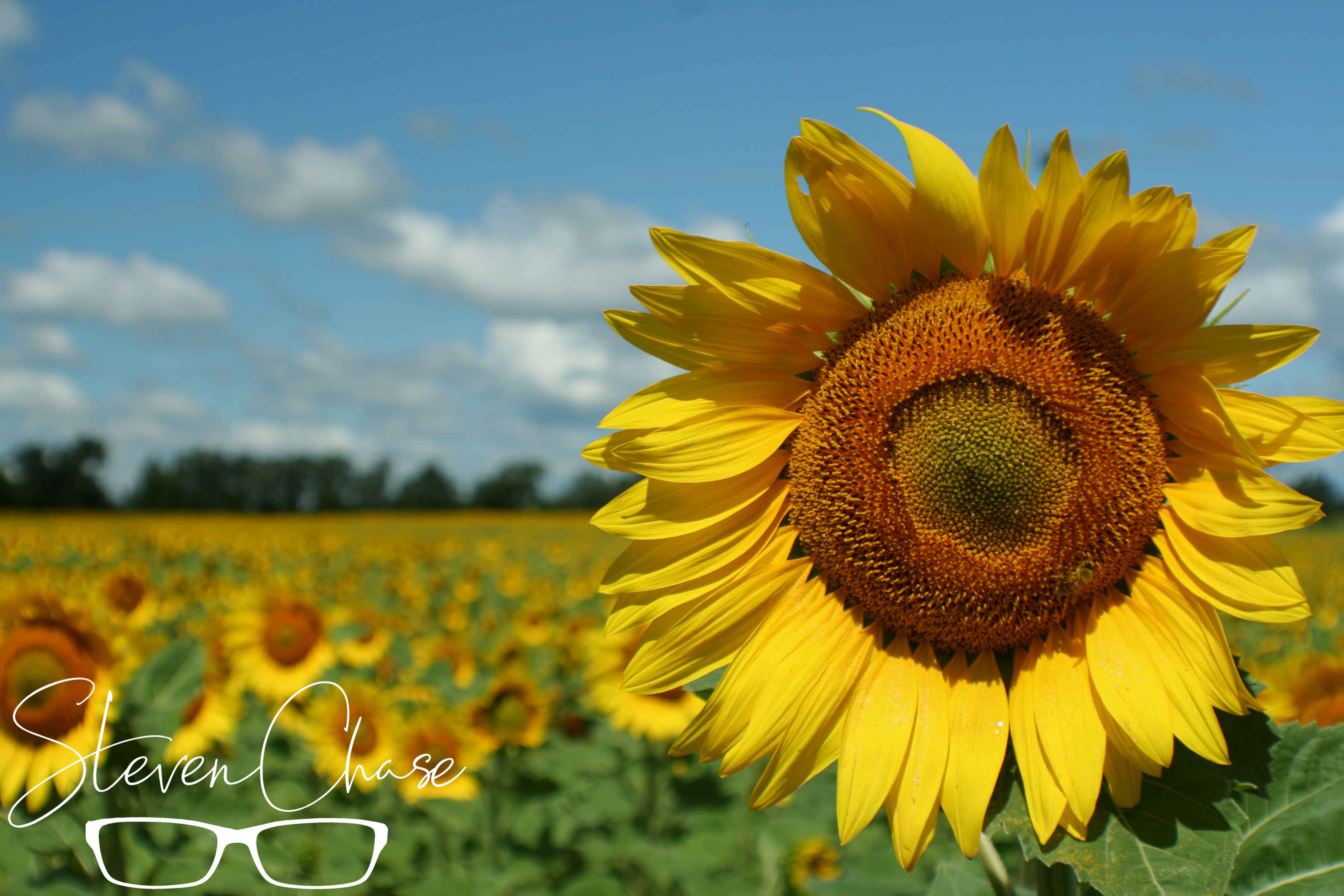 Hi There, I'm a Sunflower