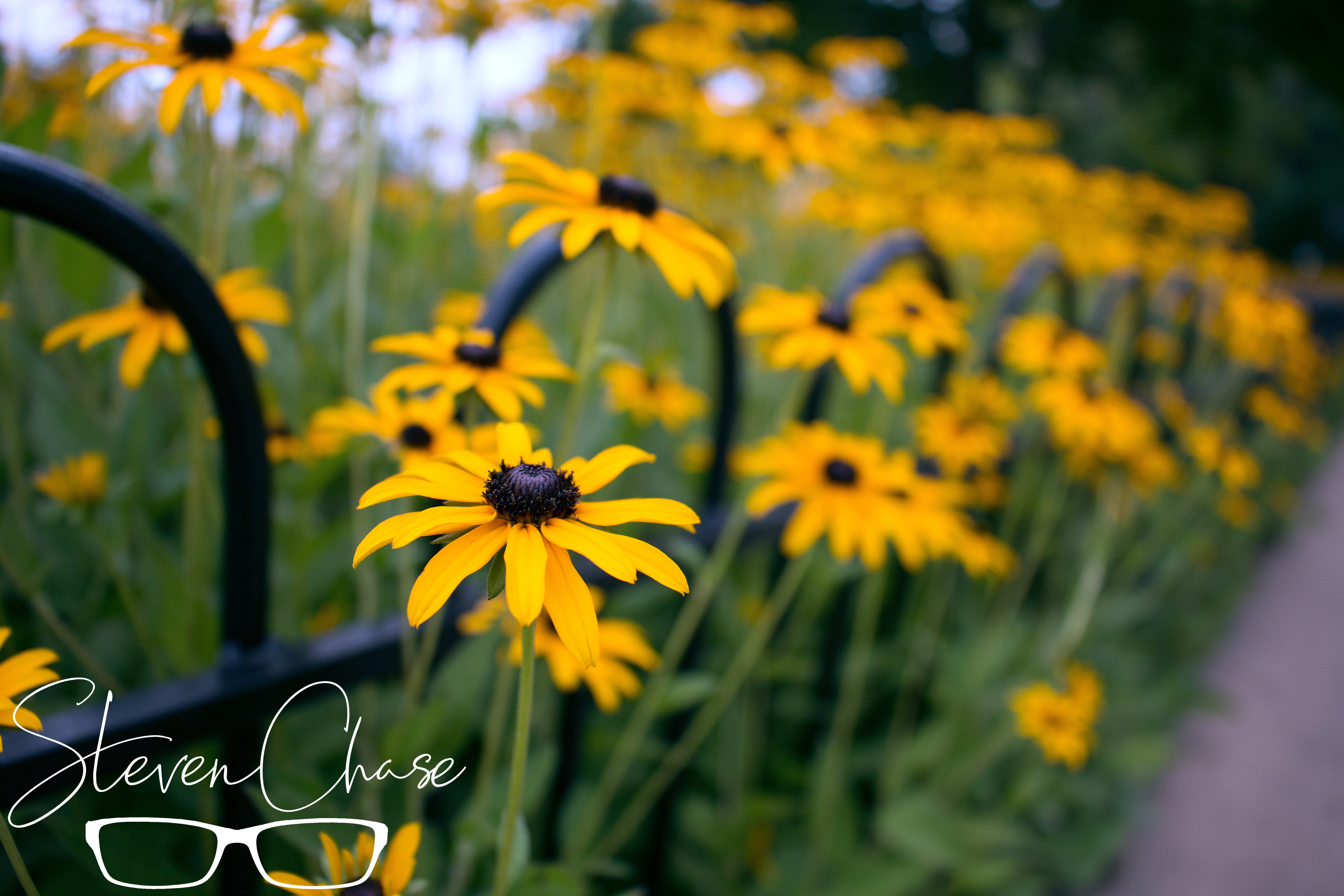 Black-Eyed Susans Escaping