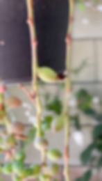 A ladybug hunting for insects on a 'String of Watermelons'.