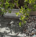 Geckos enjoying the dappled shade of a rock hardscape. Photo: Courtesy of Charlene Broy for MrsGRents.com.