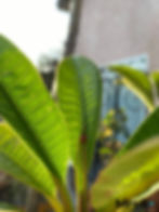 Ladybug inspecting a plumeria plant. Photo: Courtesy of Charlene Broy for MrsGRents.com.