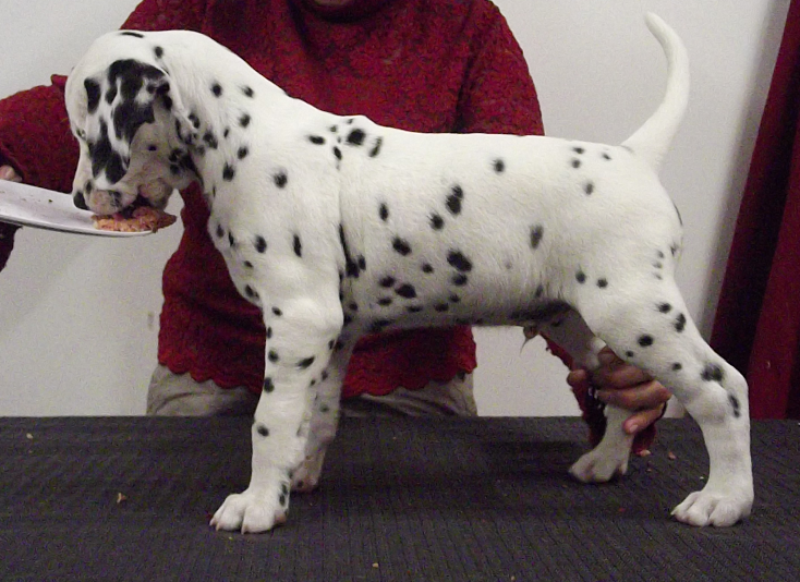 Sherlock at 6 weeks old