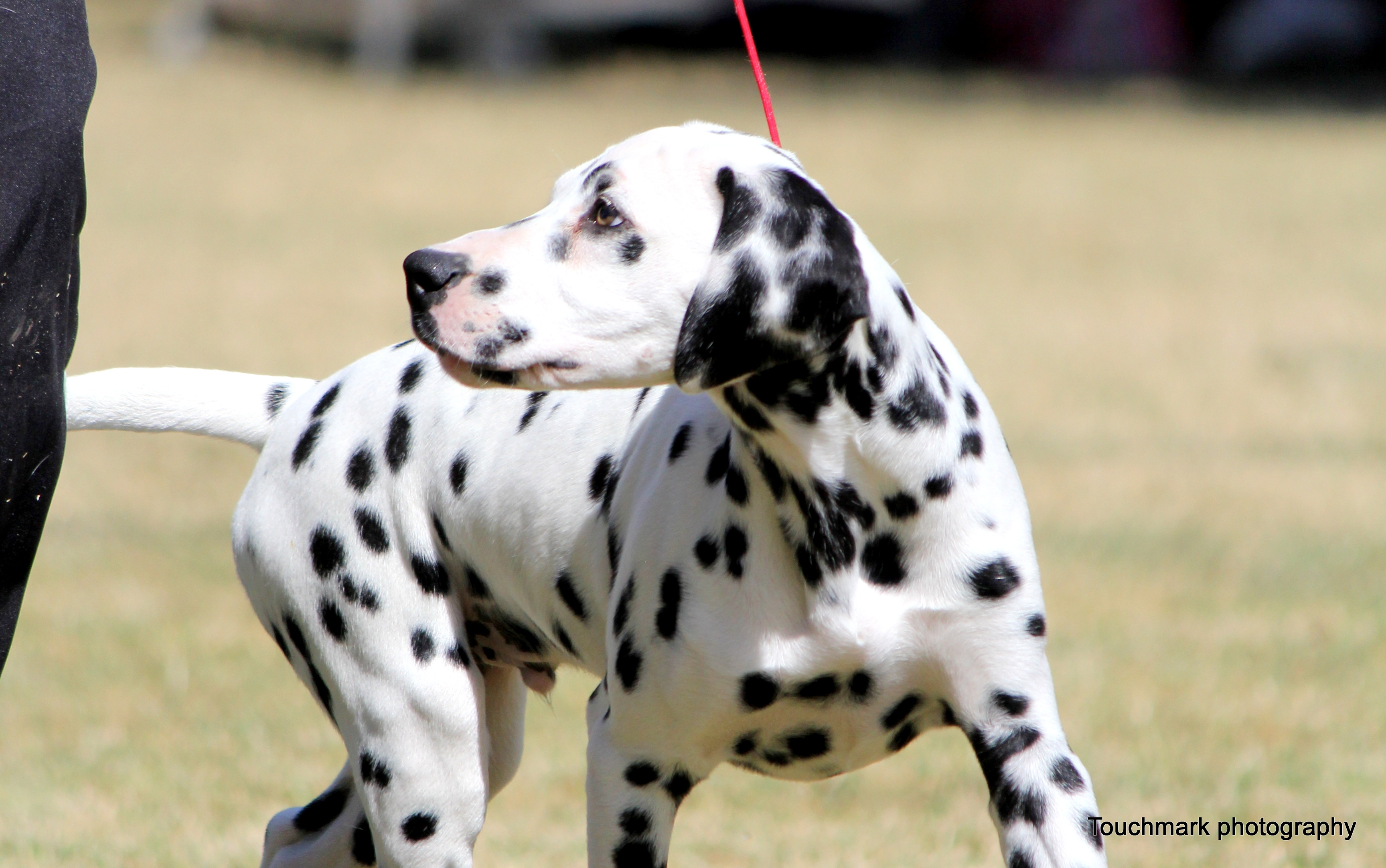 Sherlock at his first show.