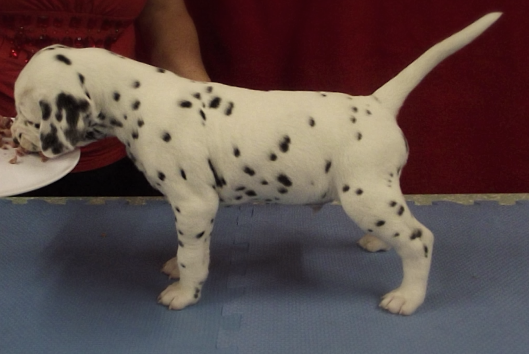 Sherlock at 4 wks old
