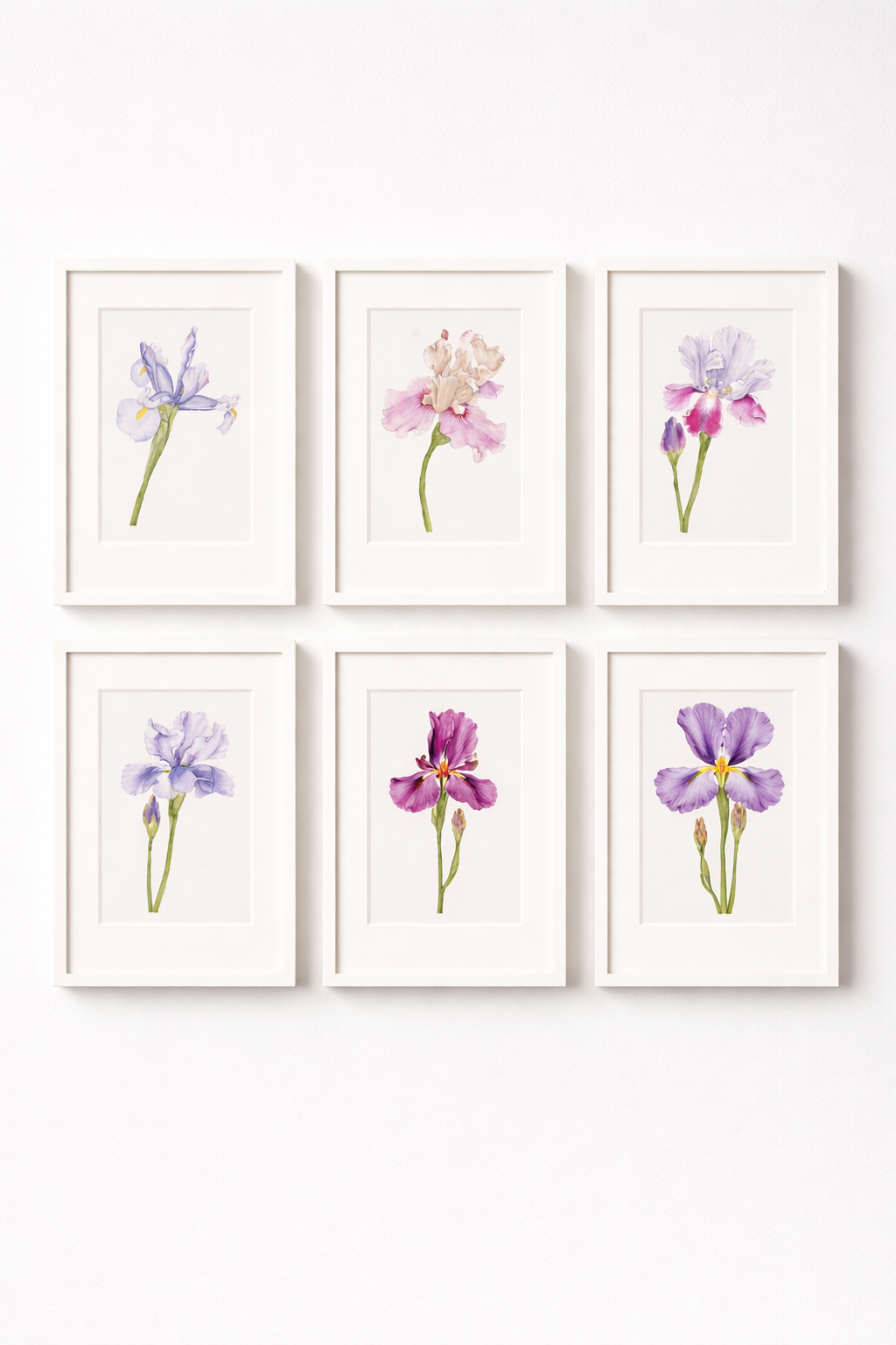 IRIS SERIES