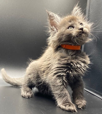 kittens4.jpg