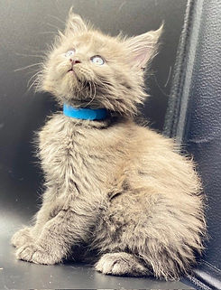 kittens5.jpg