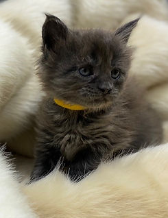 kittens15.jpg