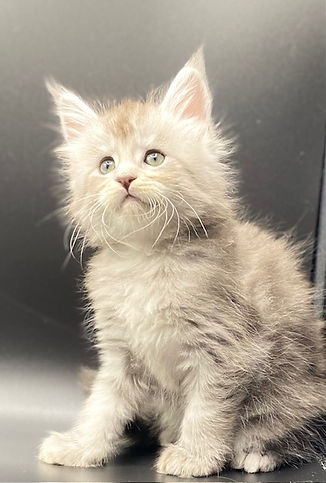 kittens9.jpg