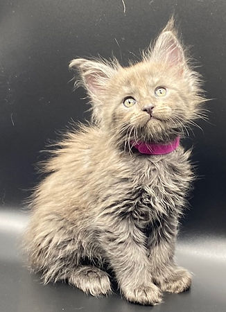kittens1.jpg